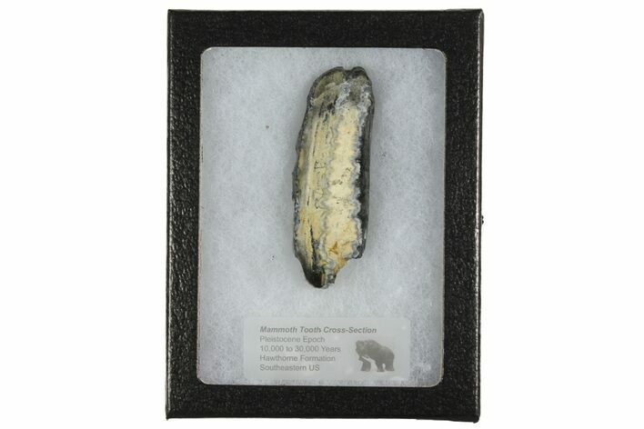 Mammoth Molar Slice with Case - South Carolina #165115